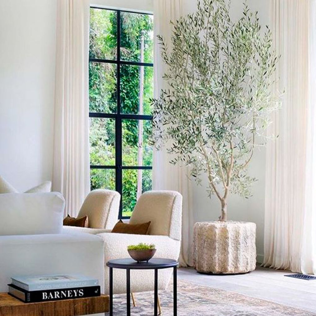 Los 7 mejores árboles de interior para tu hogar – The Deco Journal