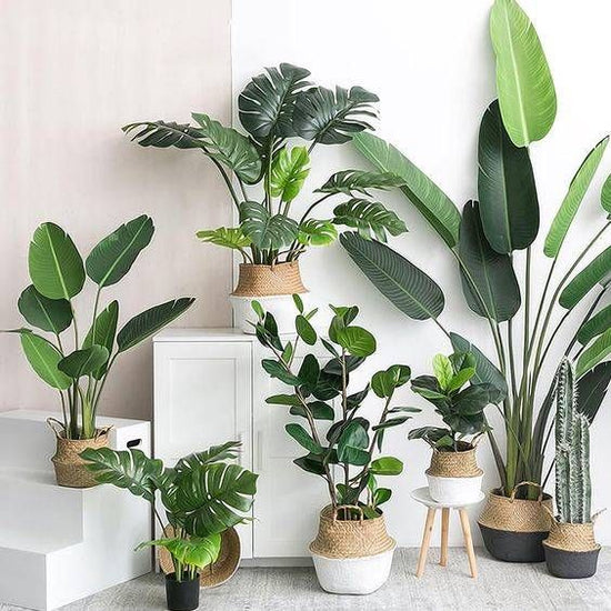 Por qué Amamos las plantas Artificiales!