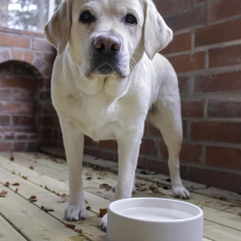 plato-para-agua-de-mascotas-grande-concreto