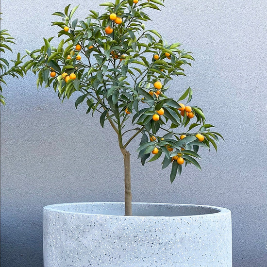 Macetero Flora Blanco Bi