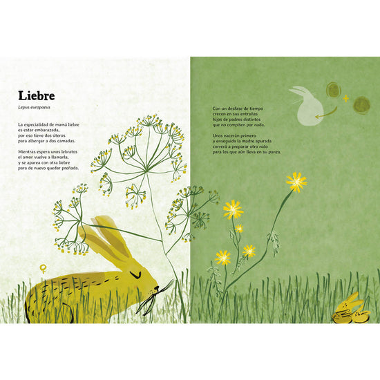 Libro Nacer Editorial Amanuta