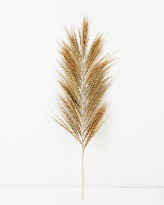 cola-de-zorro-natural-cafe-110cms