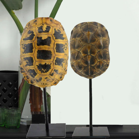 escultura-caparazón-de-tortuga-negro-20-x-10-x-40-cms-city-andsea