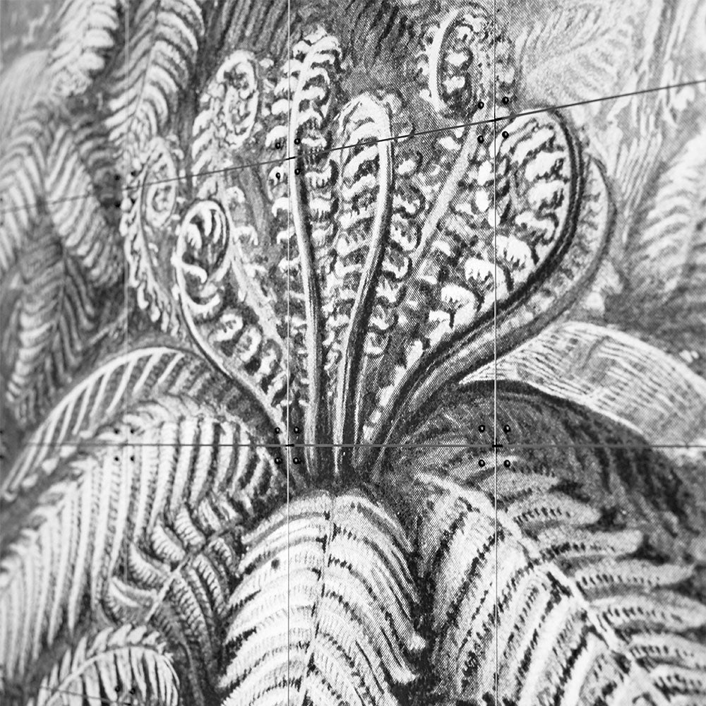 Mural Ferns IXXI