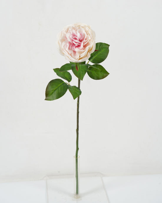 rosa-rosada-65cms