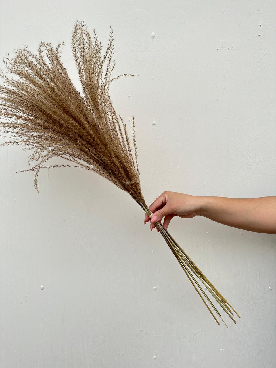 Miscanthus