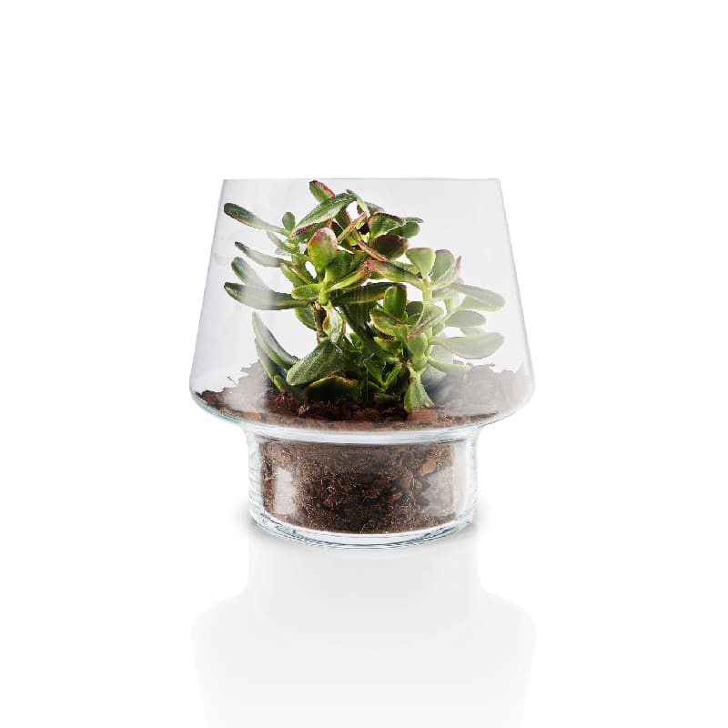 macetero-de-cristal-para-suculenta-o21cm-eva-solo