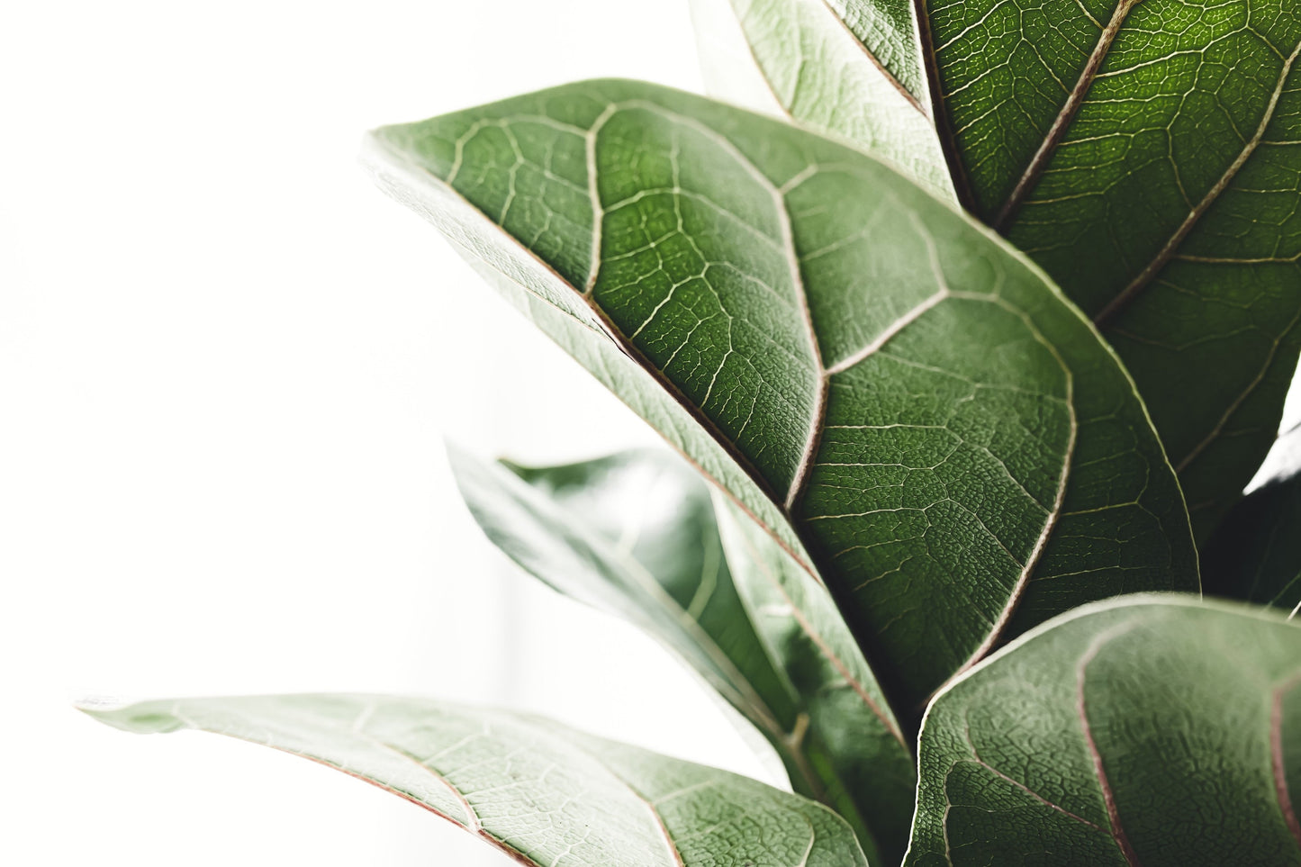 ficus-lyrata-180cms