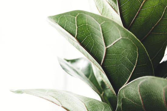 ficus-lyrata-180cms