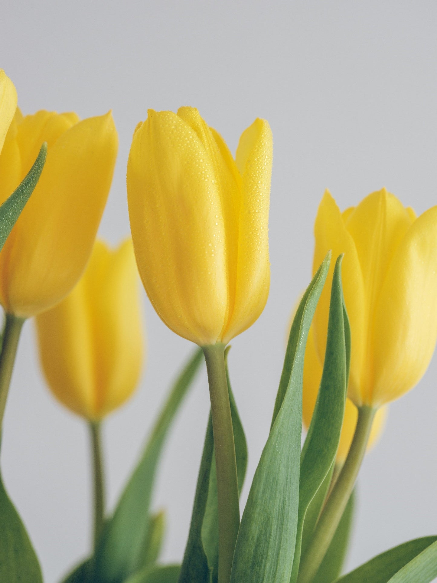 tulipan-amarillo-35cms