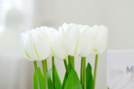 tulipan-blanco-35cms